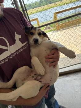 Morrison -  Hound Dog for Adoption in Linton, Indiana - Morrison | PetCurious