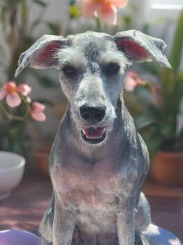 Moxie -  Schnauzer Dog for Adoption in Phelan, California - Moxie | PetCurious