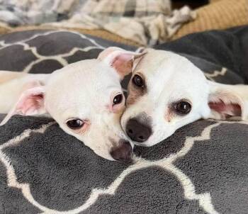 Piglet and Eeyore -  Chihuahua Dog for Adoption in Las Vegas, Nevada - Piglet And Eeyore | PetCurious