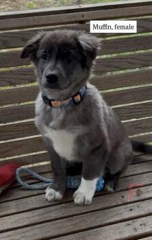 Muffin -  Cattle Dog Dog for Adoption in Vancouver, Washington - Muffin | PetCurious