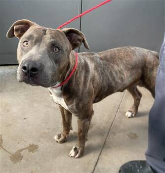 REM -  Mixed Breed Dog for Adoption in Dallas, Texas - REM | PetCurious