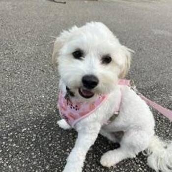 Angel -  Maltipoo Dog for Adoption in Tifton, Georgia - Angel | PetCurious