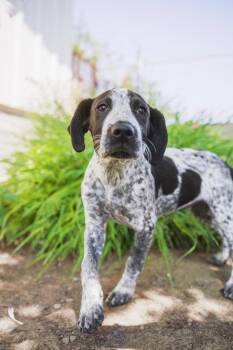 Marsha -  Mixed Breed Dog for Adoption in Newberg, Oregon - Marsha | PetCurious