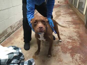LUFFY -  Pit Bull Terrier Dog for Adoption in Thousand Palms, California - LUFFY | PetCurious