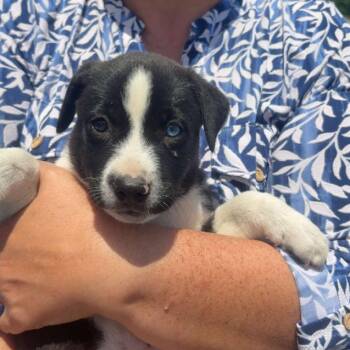 Spotty -  Terrier and Mixed Breed Dog for Adoption in Shelby County, Texas - Spotty | PetCurious