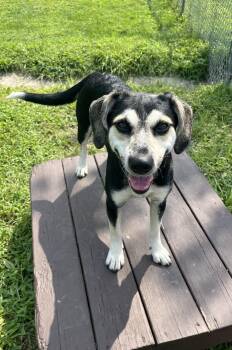Rescue Beagle Dogs for Adoption in Fairfax, Virginia - Delilah | PetCurious