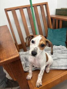 Terrier and Beagle Dogs Available for Adoption in Cambridge, Maryland - Cheese | PetCurious