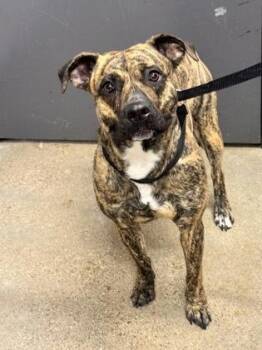 Xena -  Pit Bull Terrier Dog for Adoption in Cleveland, Ohio - Xena | PetCurious