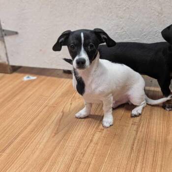 Oero -  Chihuahua Dog for Adoption in Grand Junction, Colorado - Oero | PetCurious