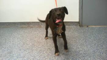 A1266322 -  Pit Bull Terrier and Mixed Breed Dog for Adoption in Charlotte, North Carolina - A1266322 | PetCurious