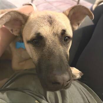 Tanner -  Shepherd and Mixed Breed Dog for Adoption in Chicago, Illinois - Tanner | PetCurious