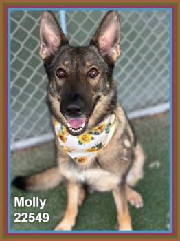 MOLLY -  German Shepherd Dog Dog for Adoption in Marietta, Georgia - MOLLY | PetCurious