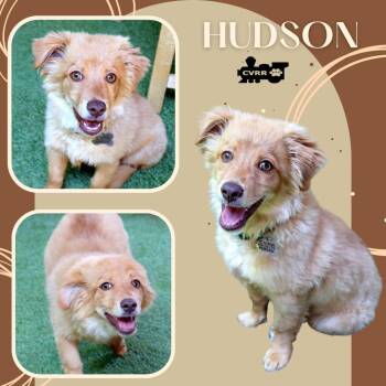 Australian Shepherd and Golden Retriever Dogs Available for Adoption in Lindsay, California - Hudson (Puppy) | PetCurious