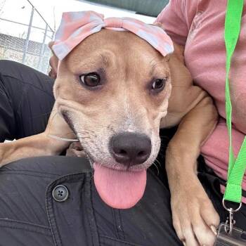 Dory -  American Staffordshire Terrier Dog for Adoption in Houston, Texas - Dory | PetCurious