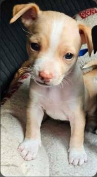 Chihuahua Dogs Available for Adoption in Galt, California - Wall-E | PetCurious