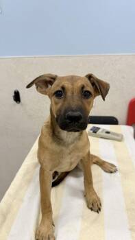 Valu -  Black Mouth Cur and Mixed Breed Dog for Adoption in Honolulu, Hawaii - Valu | PetCurious