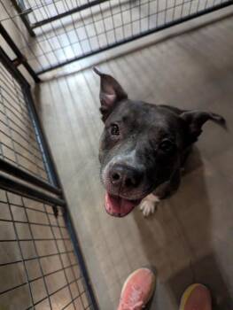 Espie -  Pit Bull Terrier Dog for Adoption in Tulsa, Oklahoma - Espie | PetCurious