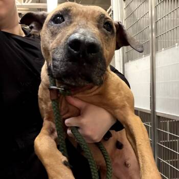 Butterfly -  Terrier Dog for Adoption in Northbrook, Illinois - Butterfly | PetCurious