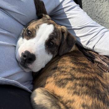 Mixed Breed Dogs Available for Adoption in Olathe, Kansas - Mocha | PetCurious