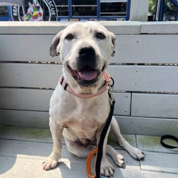 Rescue American Bulldog and Mixed Breed Dogs for Adoption in Savannah, Georgia - Camilla | PetCurious