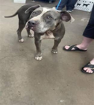 STELLA -  Mixed Breed Dog for Adoption in Dallas, Texas - STELLA | PetCurious