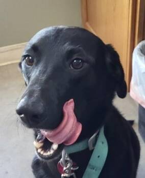 Hopper -  Black Labrador Retriever Dog for Adoption in Greeley, Colorado - Hopper | PetCurious