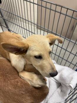 Labrador Retriever and Mixed Breed Dogs Available for Adoption in Conroe, Texas - MINDY | PetCurious