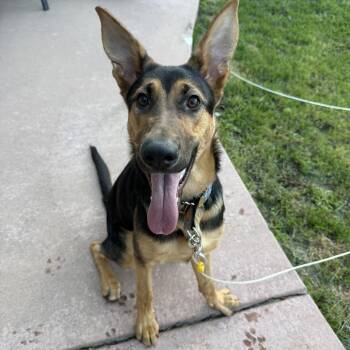 Diva -  German Shepherd Dog and Mixed Breed Dog for Adoption in Denver, Colorado - Diva | PetCurious