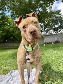 Jerry -  American Staffordshire Terrier and Mixed Breed Dog for Adoption in Houston, Texas - Jerry | PetCurious
