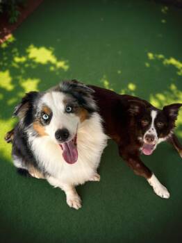 Rescue Australian Shepherd Dogs for Adoption in Sebastian, Florida - Brand | PetCurious
