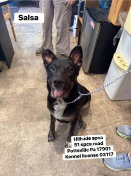 Rescue Shepherd Dogs for Adoption in Pottsville, Pennsylvania - Salsa | PetCurious