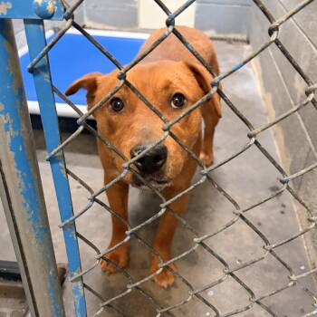 American Staffordshire Terrier Dogs Available for Adoption in Franklin, North Carolina - Gumby (DRACO) | PetCurious