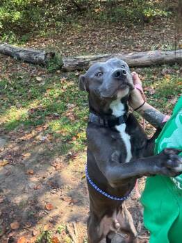 Rescue Pit Bull Terrier Dogs for Adoption in Pottsville, Pennsylvania - Dumbo | PetCurious