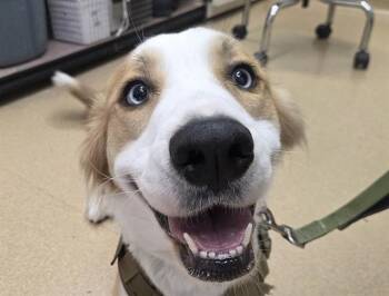SANDY -  Australian Shepherd Dog for Adoption in San Clemente, California - SANDY | PetCurious