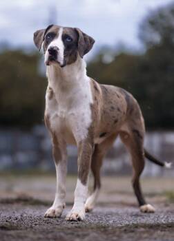 Rescue Catahoula Leopard Dog Dogs for Adoption in Houston, Texas - Geni | PetCurious