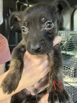 Simba -  Hound Dog for Adoption in Richmond, Missouri - Simba | PetCurious