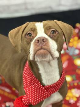 Mixed Breed Dogs Available for Adoption - Karen Wheeler | PetCurious