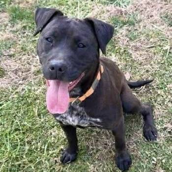 American Bulldog Dogs Available for Adoption - Akela | PetCurious