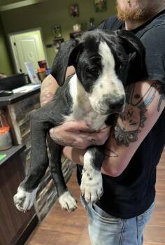 Klaus (Lisa-fostered in TN) -  Great Dane and Hound Dog for Adoption in Brighton, Tennessee - Klaus (Lisa-fostered In TN) | PetCurious
