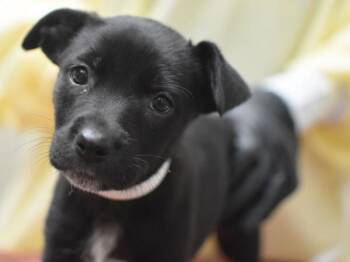 Janine -  Terrier and Mixed Breed Dog for Adoption in Portland, Oregon - Janine | PetCurious