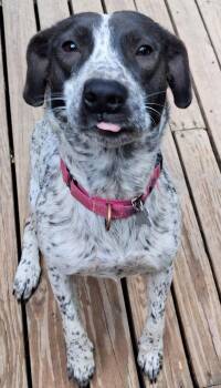 Rosalina -  Pointer Dog for Adoption in Boston, Massachusetts - Rosalina | PetCurious