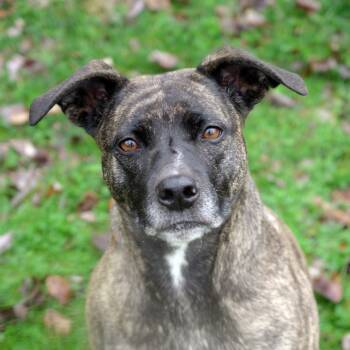 Rescue Terrier Dogs for Adoption in Versailles, Kentucky - Clara | PetCurious