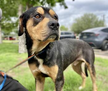 Rottweiler Dogs Available for Adoption in Plato Center, Illinois - Tyson | PetCurious