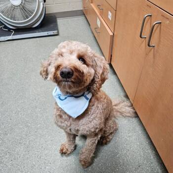 Falcon -  Golden Retriever and Poodle Dog for Adoption - Falcon | PetCurious