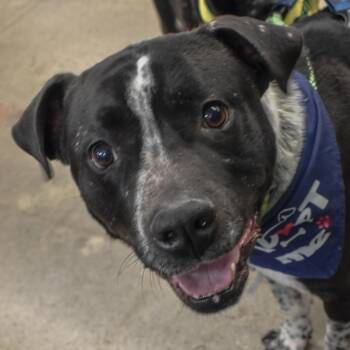 Cattle Dog and Retriever Dogs Available for Adoption in Chaska, Minnesota - Hudson | PetCurious