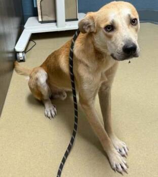 Yogi -  Mixed Breed Dog for Adoption in Sullivan, Indiana - Yogi | PetCurious