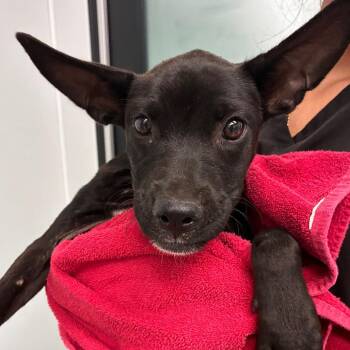 Della -  Black Labrador Retriever and Mixed Breed Dog for Adoption in Abilene, Texas - Della | PetCurious