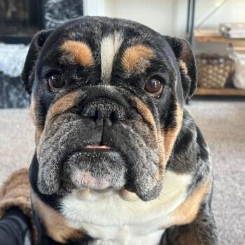 English Bulldog Dogs Available for Adoption - Cookie | PetCurious