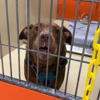 Gunner -  Mixed Breed Dog for Adoption in Philadelphia, Pennsylvania - Gunner | PetCurious