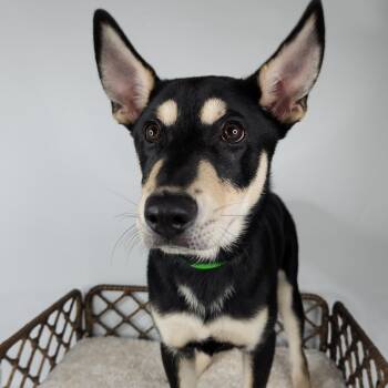 Shepherd Dogs Available for Adoption in Fort Wayne, Indiana - Gold Dust | PetCurious